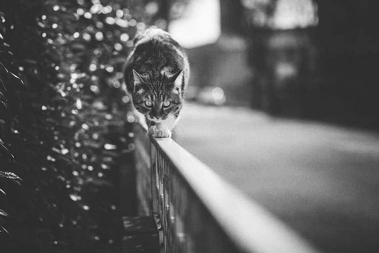 Gatos monorriel por Sabrina Boem