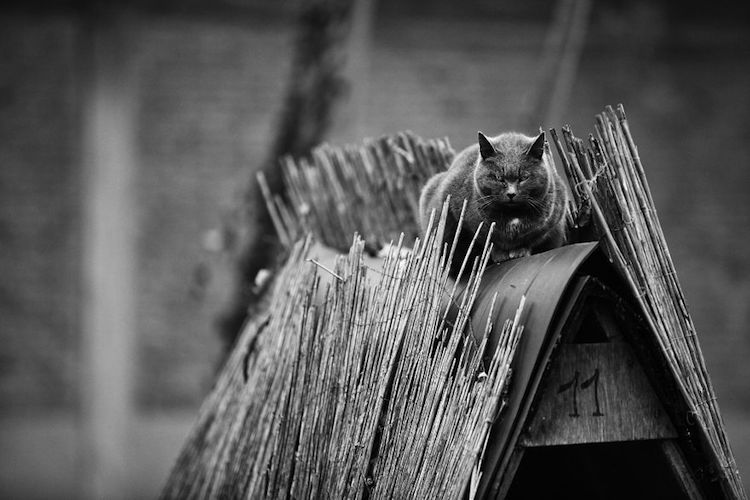 Gatos monorriel por Sabrina Boem