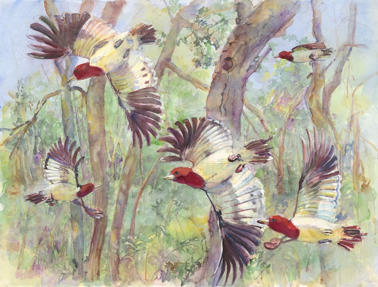 Peggy Macnamara Field Museum Paintings Wildlife Watercolor Paintings