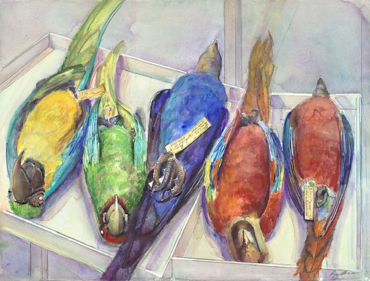 Peggy Macnamara Field Museum Paintings Wildlife Watercolor Paintings