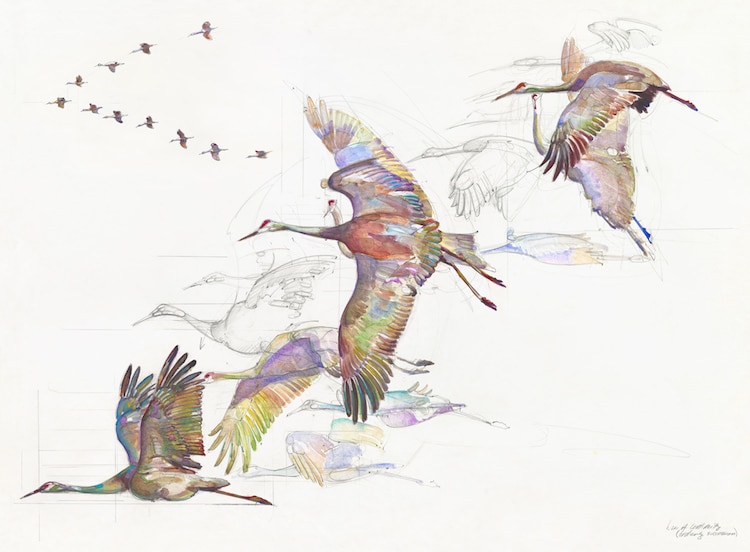 Peggy Macnamara Field Museum Paintings Wildlife Watercolor Paintings