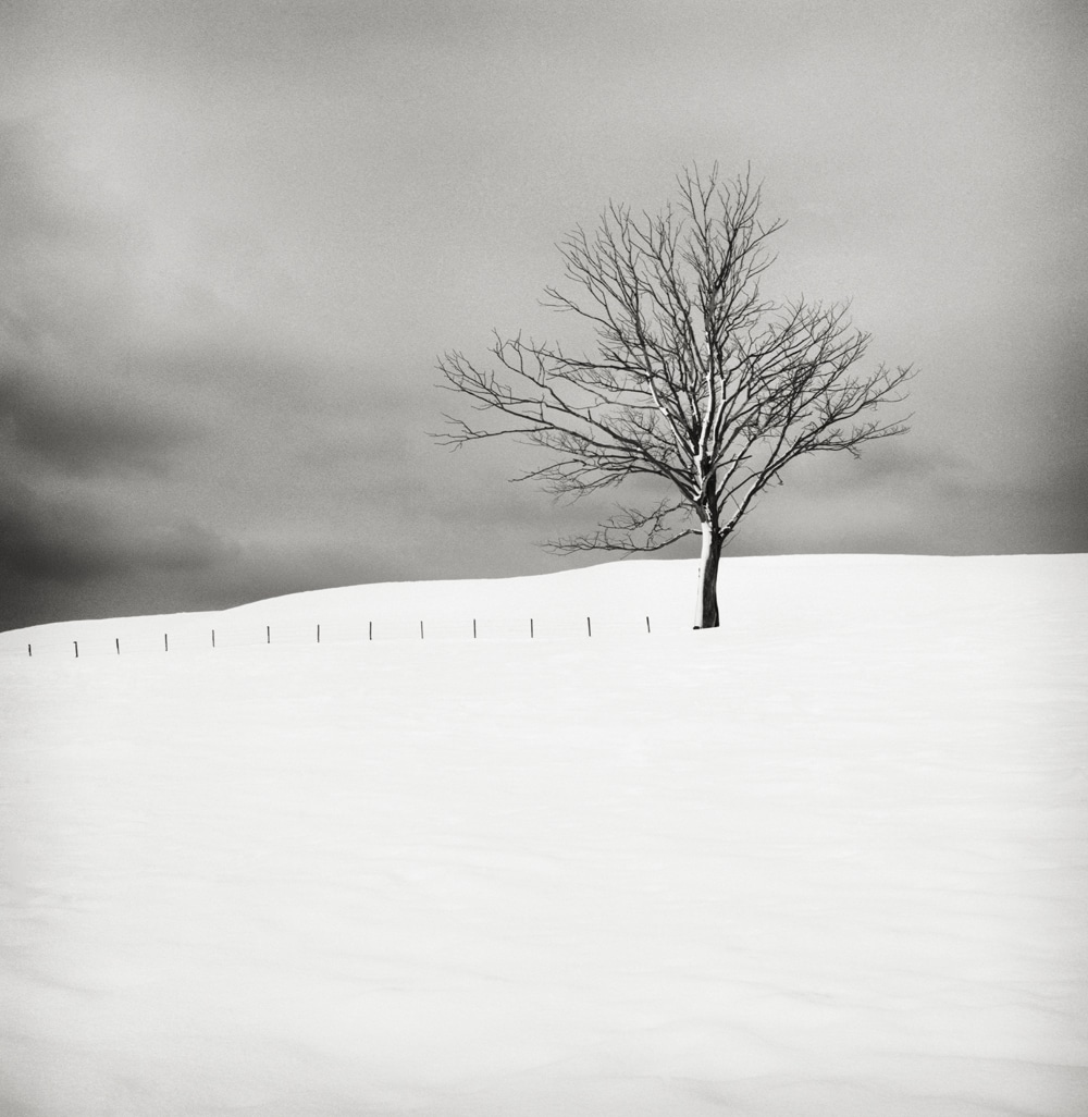 Winterscapes Snow Covered Trees in Winter Hakan Strand 