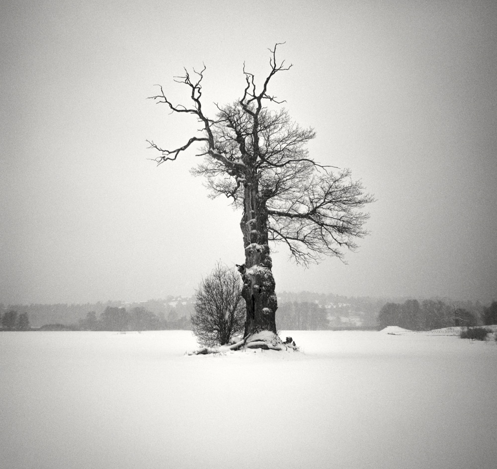 Winterscapes Snow Covered Trees in Winter Hakan Strand 