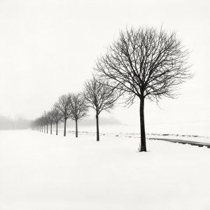 Winterscapes by Hakan Strand Star Snow Covered Trees in Winter