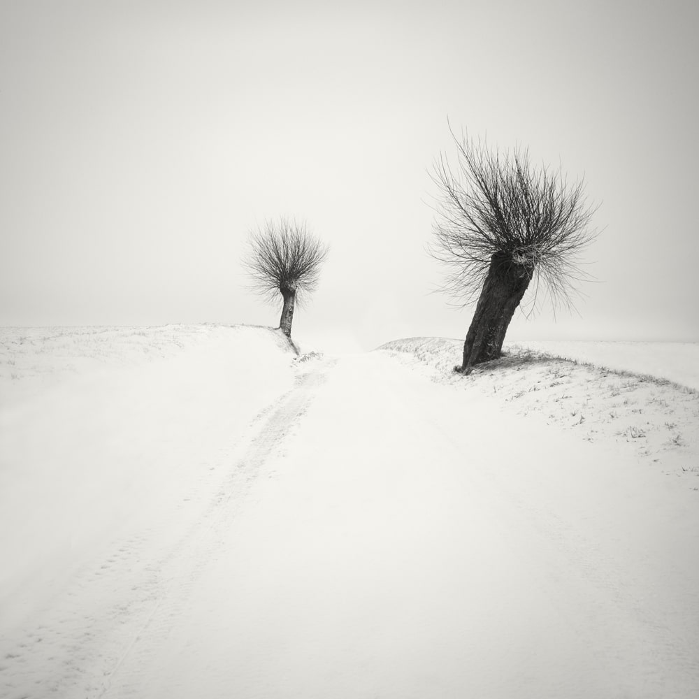 Winterscapes Snow Covered Trees in Winter Hakan Strand 