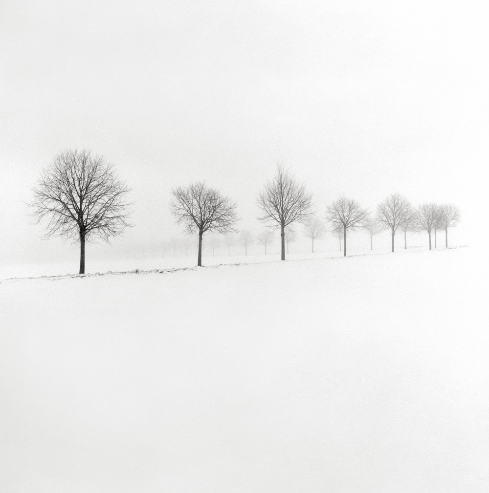 Winterscapes Snow Covered Trees in Winter Hakan Strand 