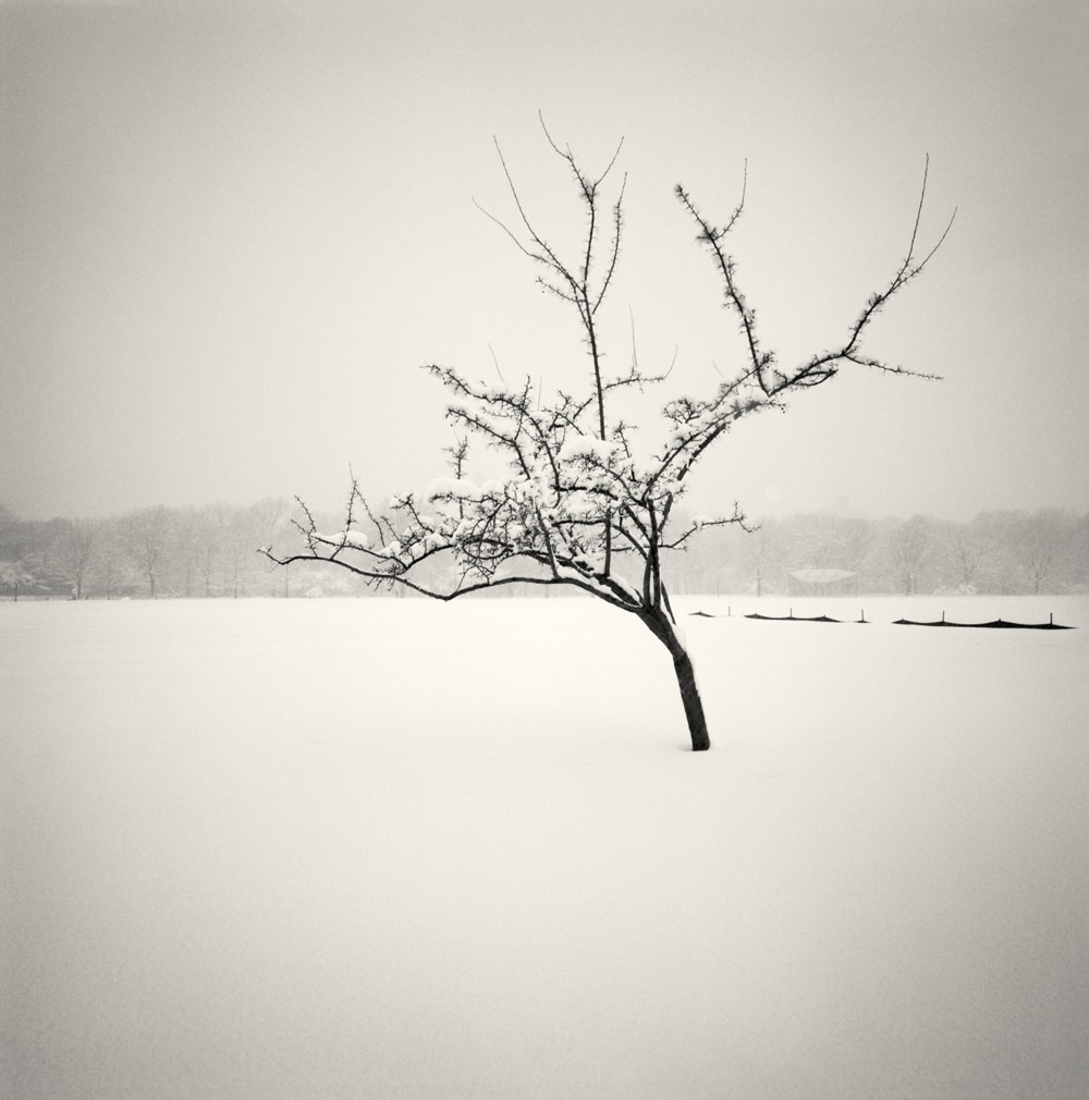 Winterscapes Snow Covered Trees in Winter Hakan Strand 