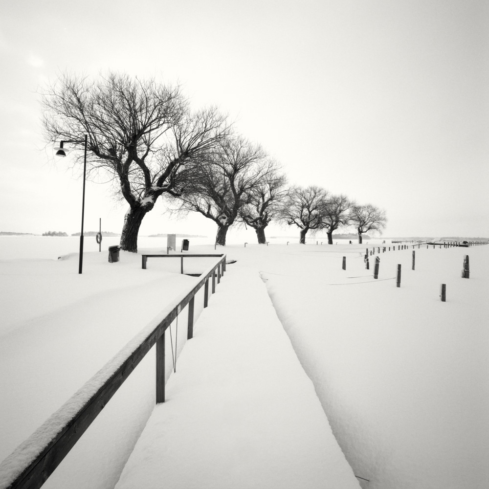 Winterscapes Snow Covered Trees in Winter Hakan Strand 