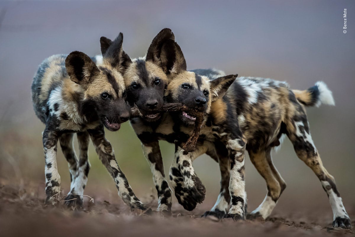 Wildlife Photographer of the Year Premio del Público LUMIX 2018