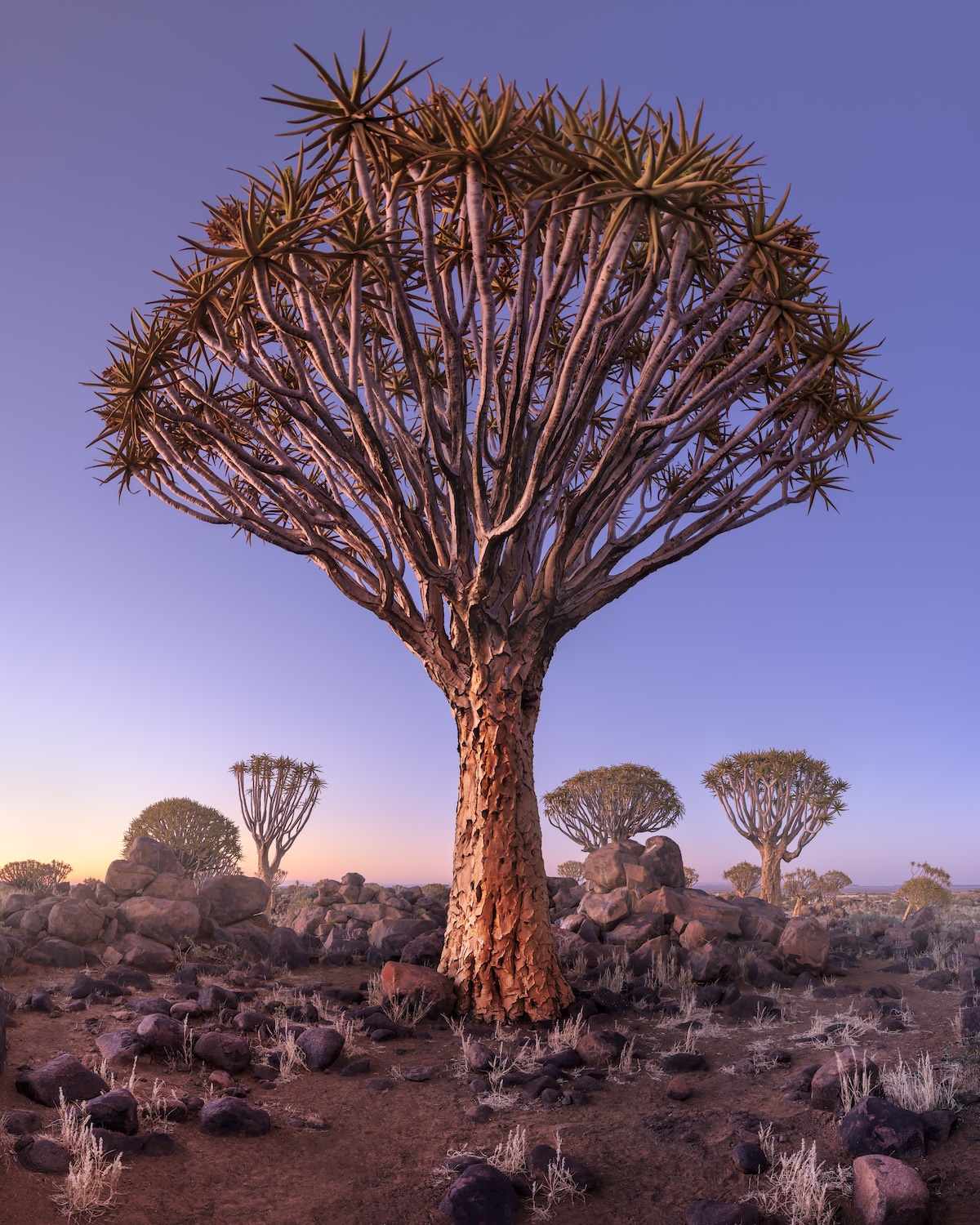 International Landscape Photographer of the Year Contest