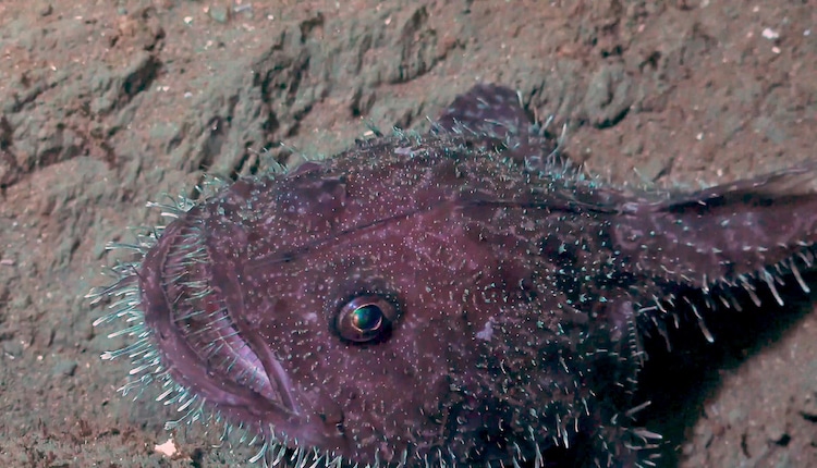 Deep sea Anglerfish
