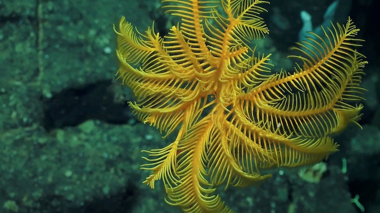 investigación de aguas profundas biología marina costa rica