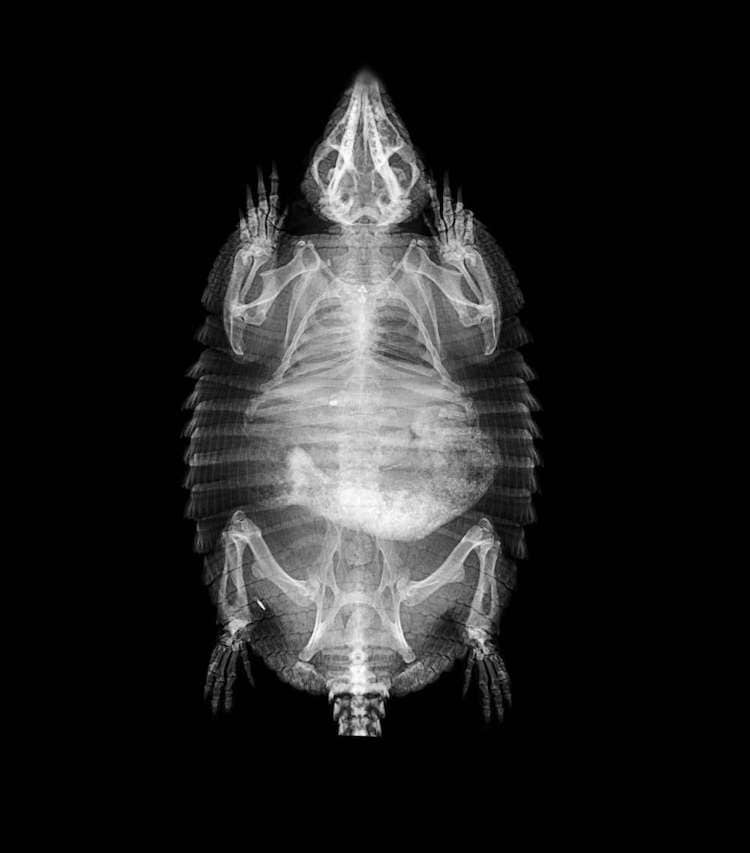 Radiografía de armadillo de Zoológico de Londres