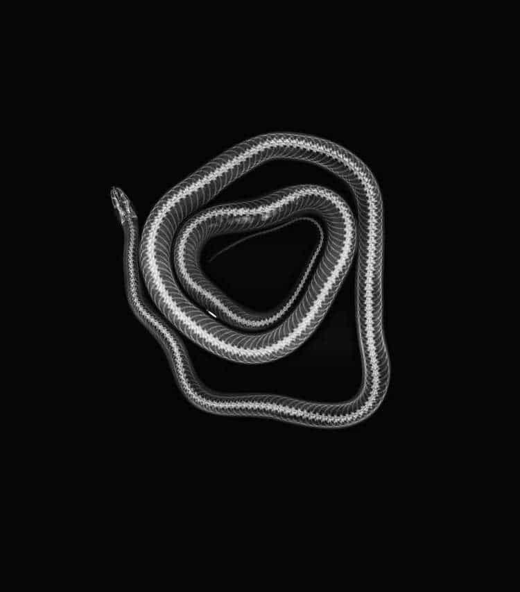 Radiografía de serpiente del Zoológico de Londres