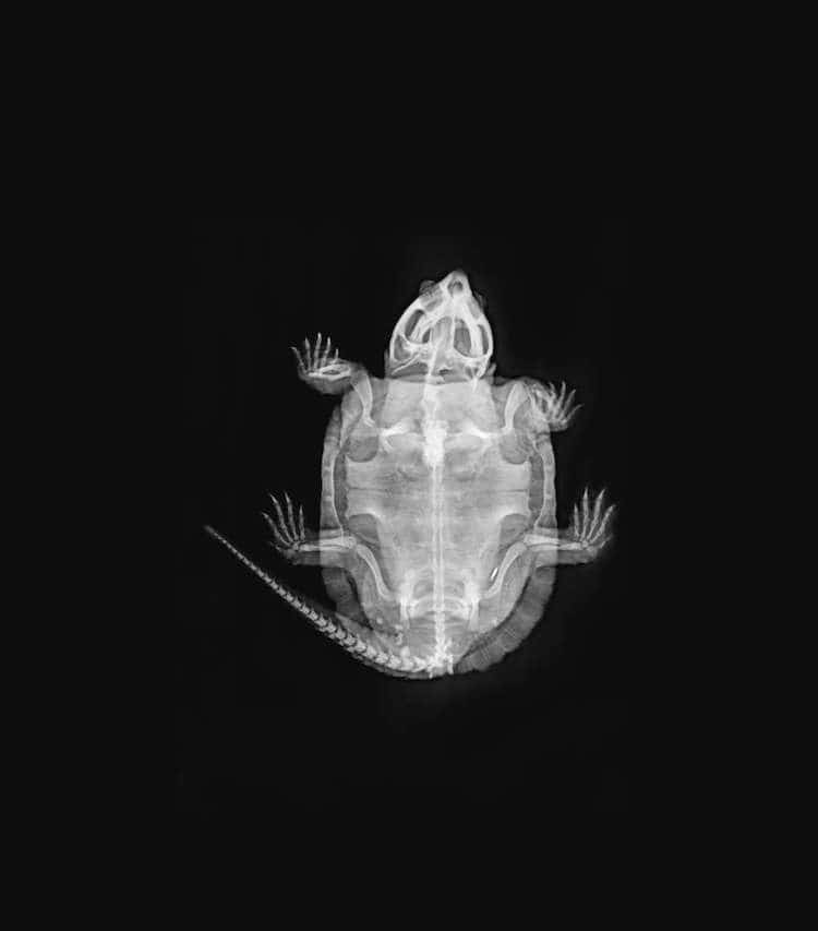 Animal X-Ray from the London Zoo