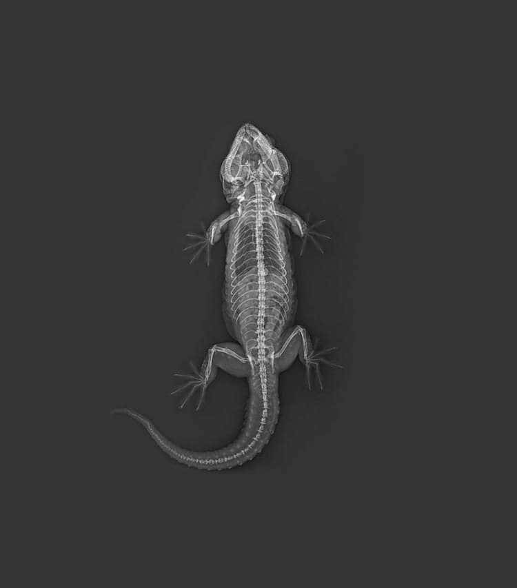 Radiografías de gecko de Zoológico de Londres