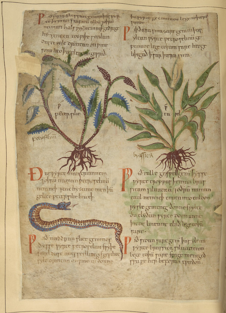 manuscritos medievales ilustrados