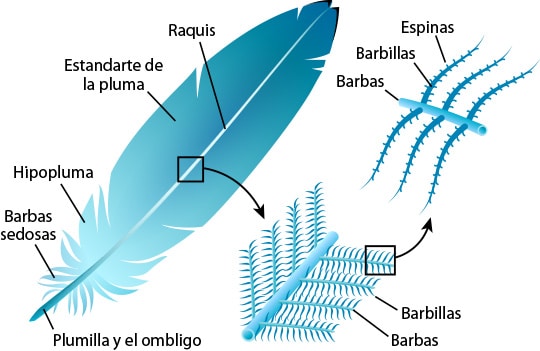 Aprende paso a paso cómo dibujar las plumas de las aves
