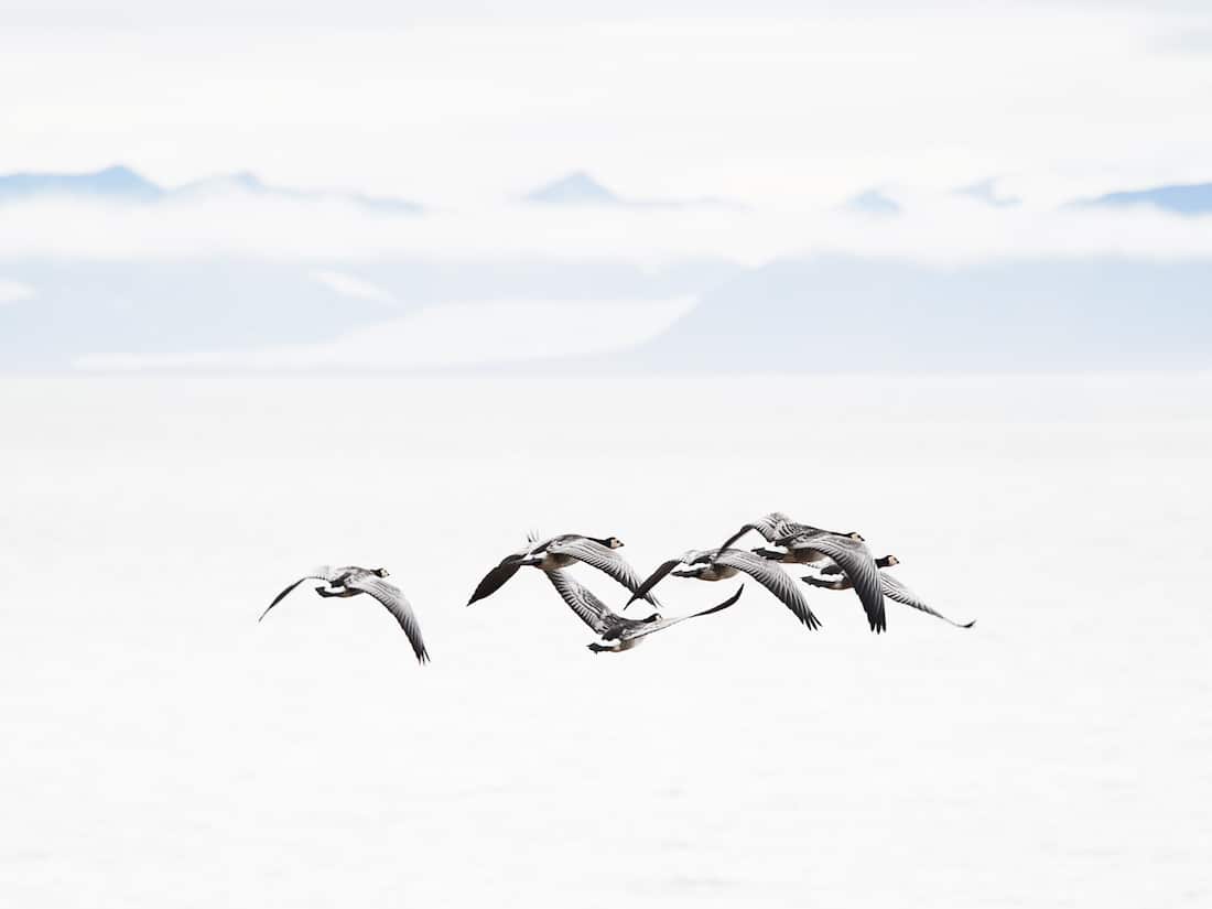 Arctic Landscape Photography Svalbard Photos Rafal Nebelski