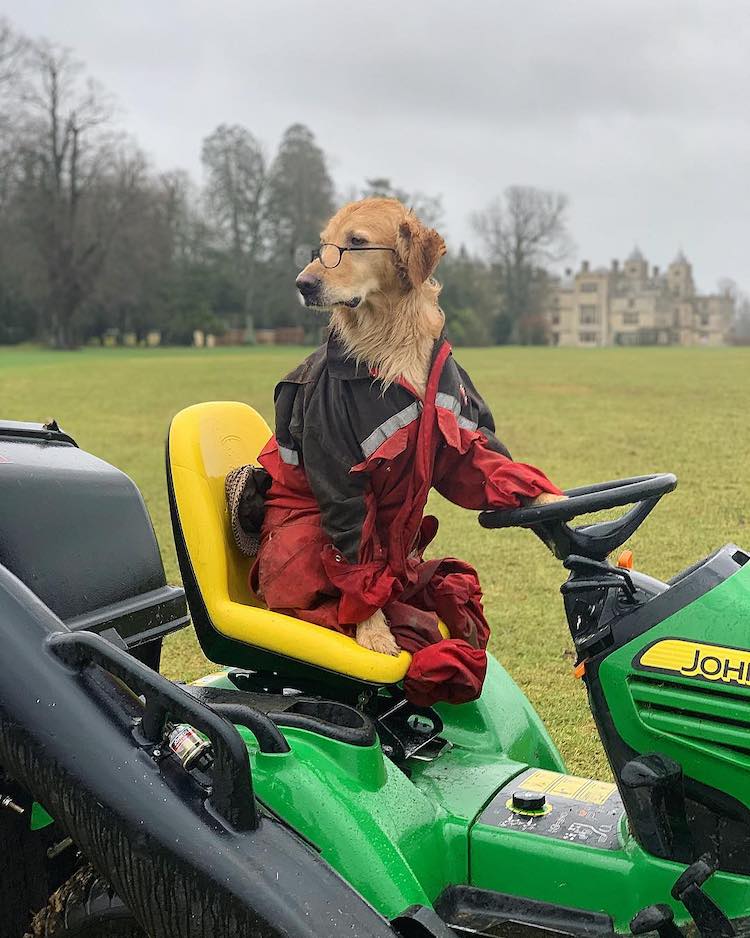 Fotos de perro disfrazado por Ursula Aitchison