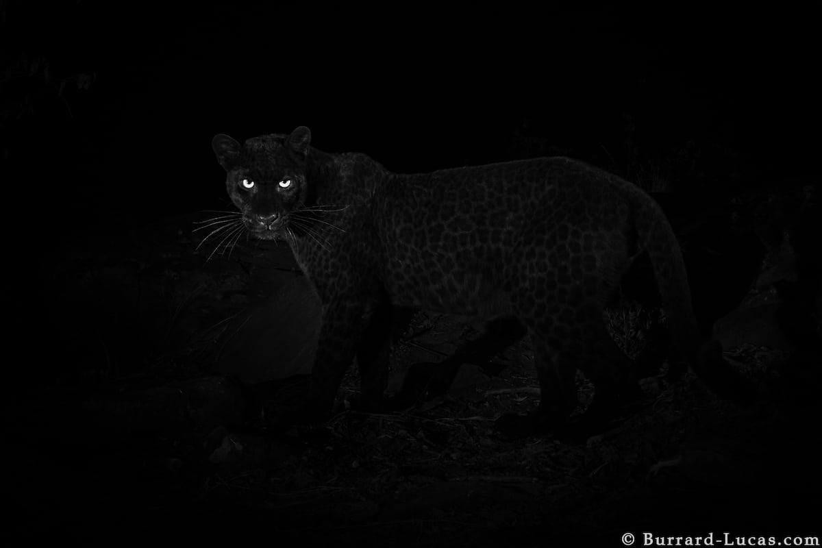 African Black Panther Captured on Film, Confirming Existence of the ...