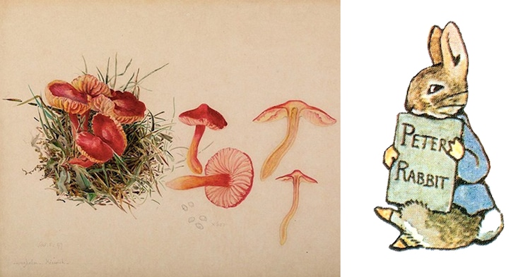 El arte de Beatrix Potter: desde ilustraciones científicas hasta Peter  Rabbit