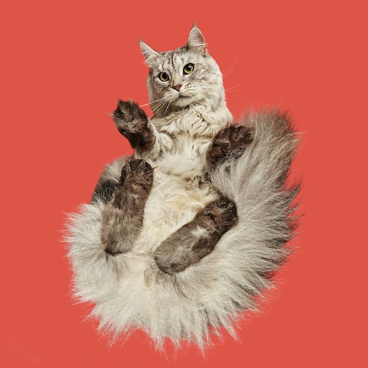 Cat Photography Under-Cats by Andrius Burba