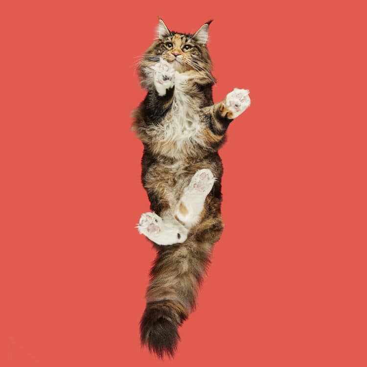 Cat Photography Under-Cats by Andrius Burba