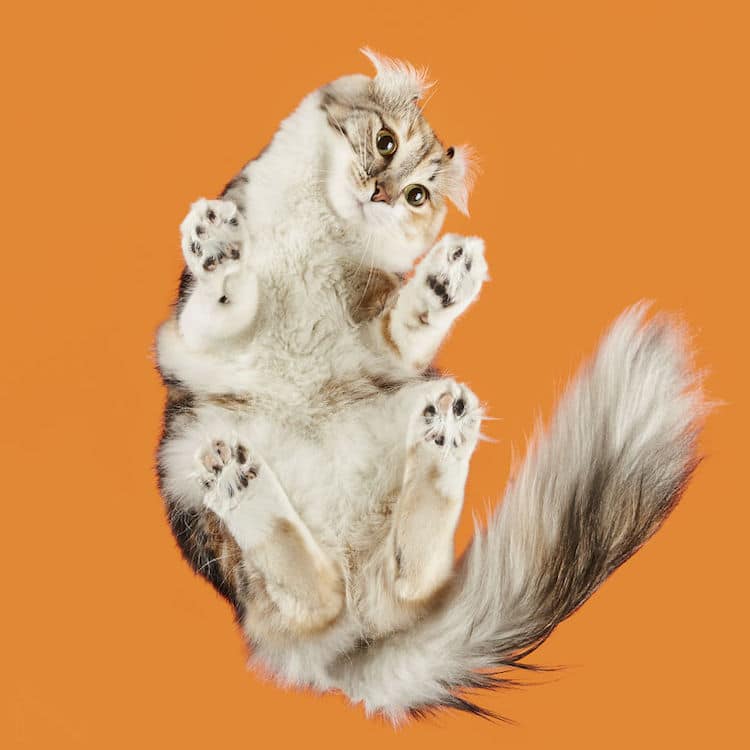 Cat Photography Under-Cats by Andrius Burba