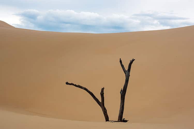 Nature in the Desert by Anton Gorlin