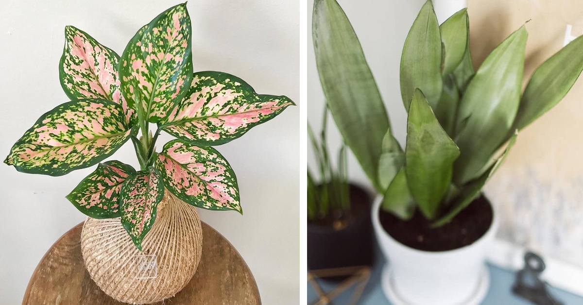 Explore 50+ Alluring Easy Care Houseplants For Elegant Dining Room Trend Of The Year