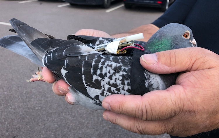Homing Pigeon Used for Climate Data Collection