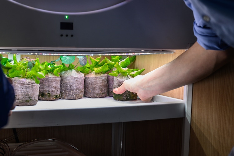 OGarden Smart - jardín interior con auto-riego cultivar en casa cultivar verduras horticultura