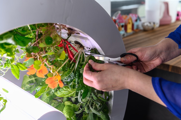 OGarden Smart - jardín interior con auto-riego cultivar en casa cultivar verduras horticultura