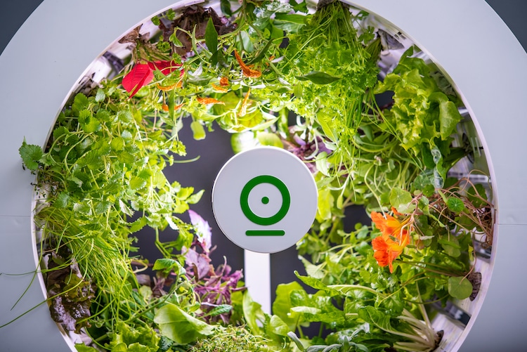 OGarden Smart - jardín interior con auto-riego cultivar en casa cultivar verduras horticultura
