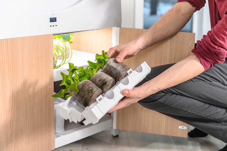 OGarden Smart - jardín interior con auto-riego cultivar en casa cultivar verduras horticultura