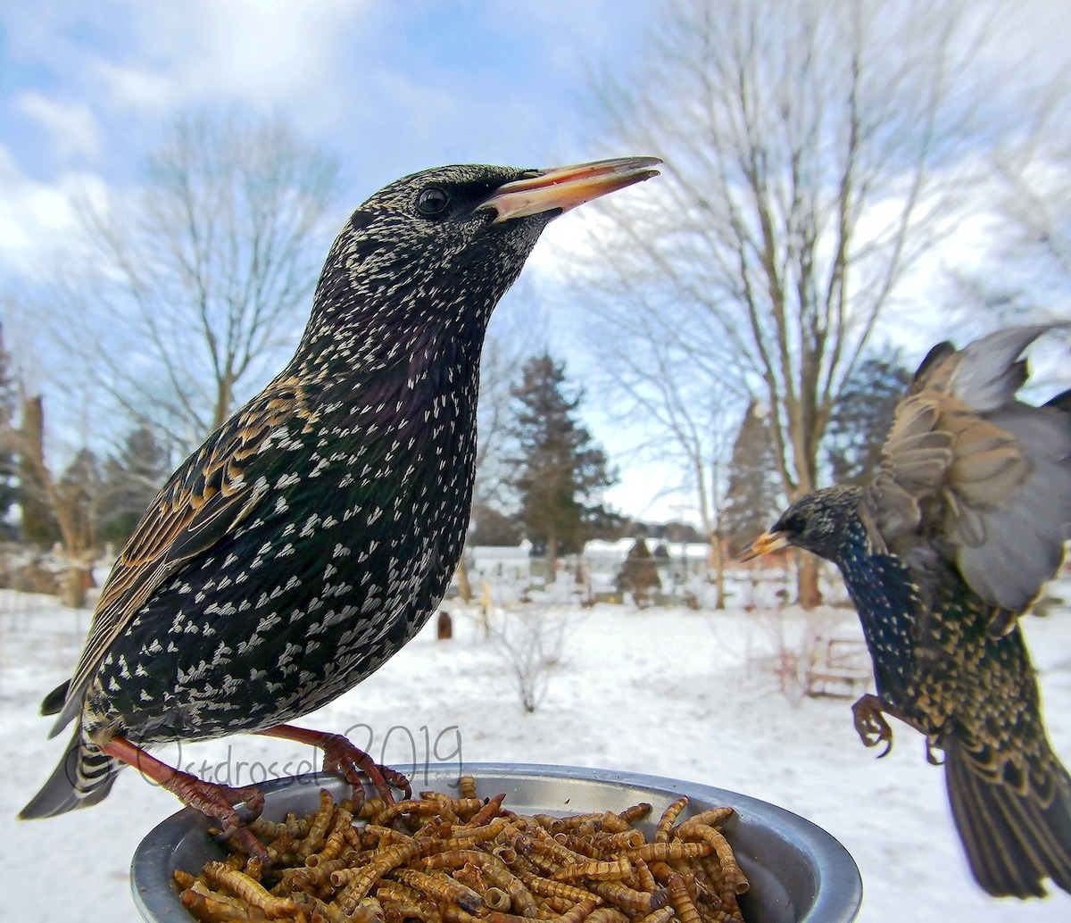 Bird Photography by Ostdrossel