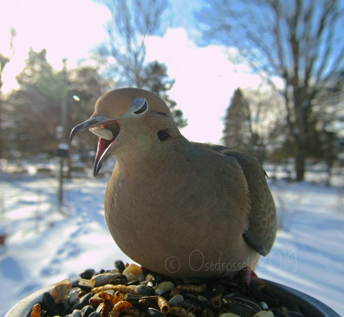 Caméra mangeoire photos oiseaux