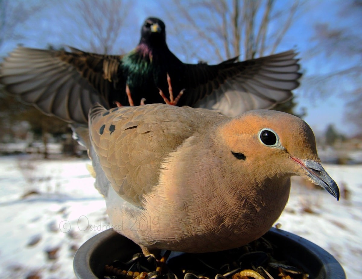 Fotos de pájaros por Ostdrossel