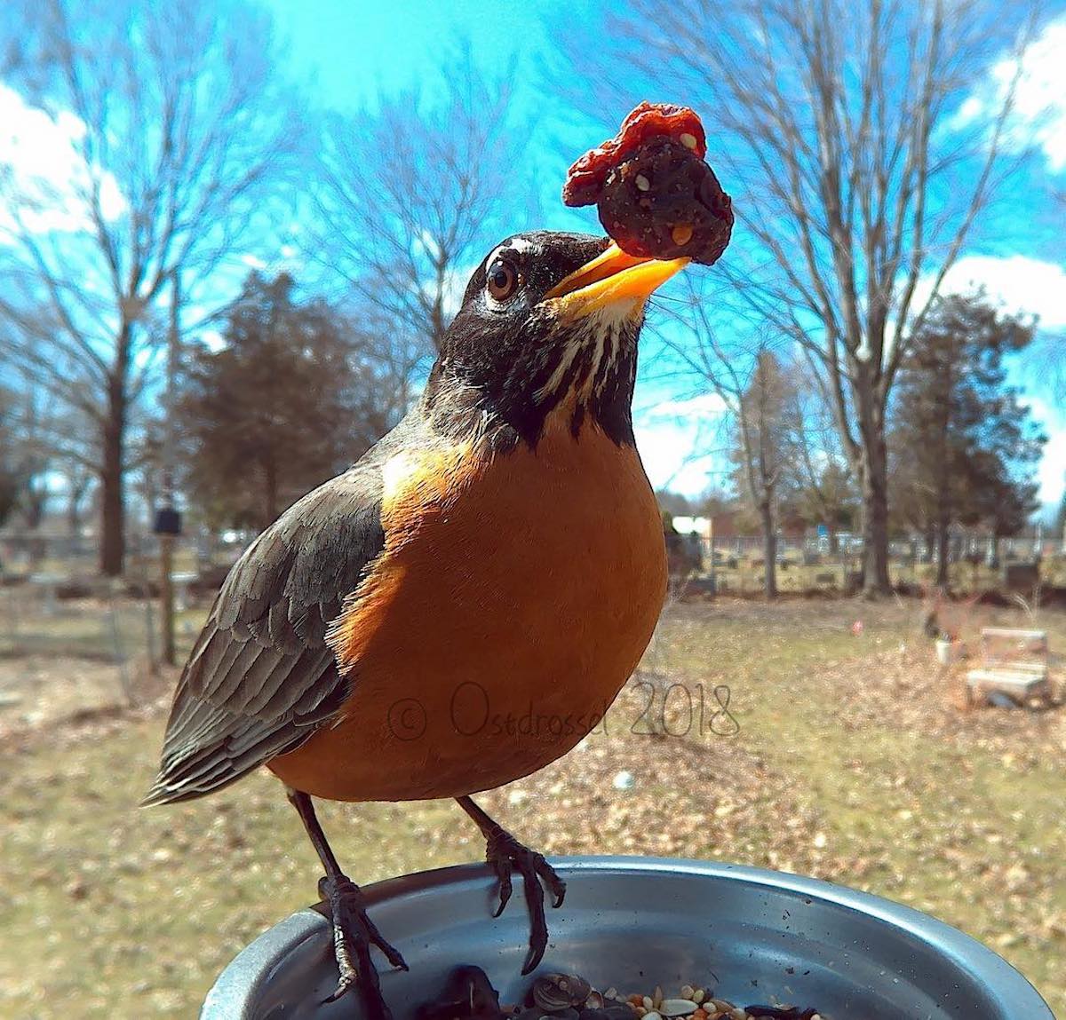 Fotomatón de aves