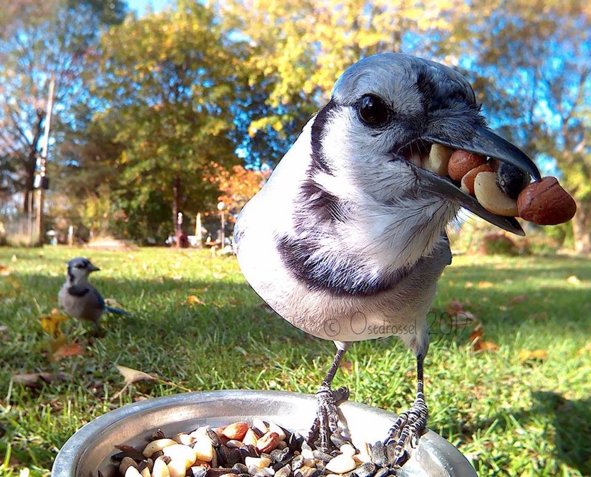 Caméra mangeoire photos oiseaux