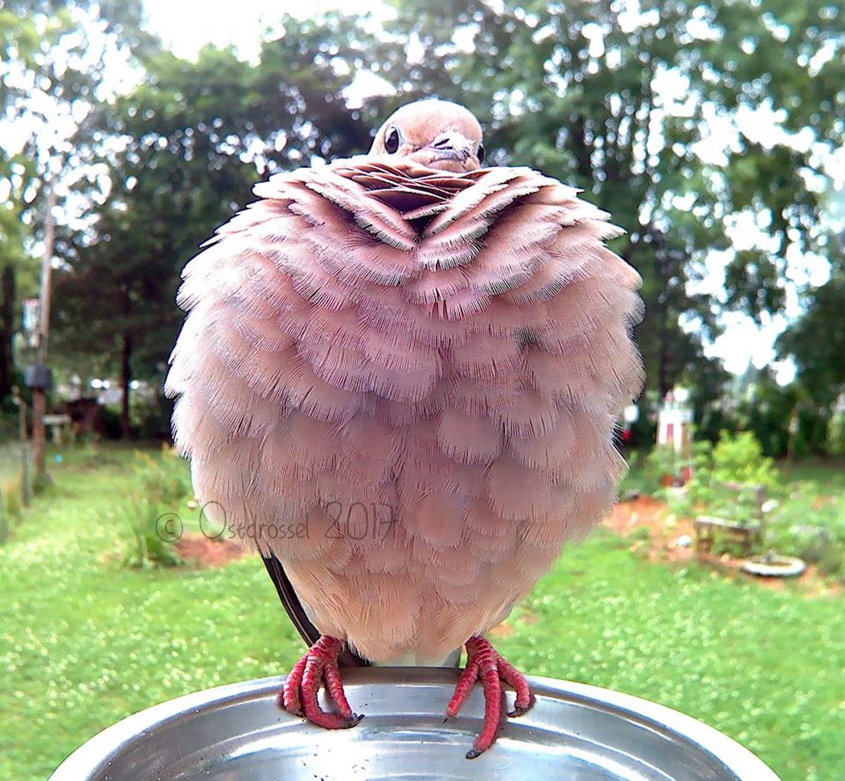 Fotografía de aves Ostdrossel