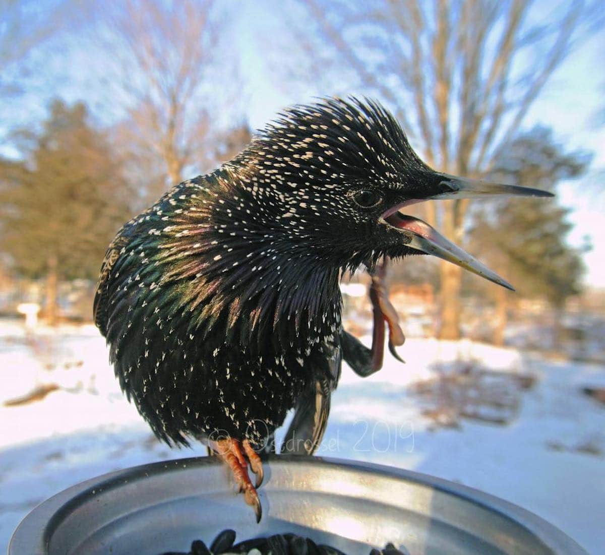 Caméra mangeoire photos oiseaux