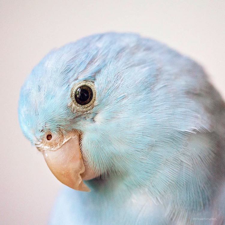 Pacific Parrotlets Bird Photography by Rupa Sutton