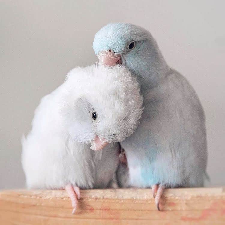 Pacific Parrotlets Bird Photography by Rupa Sutton