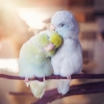 Bird Photography Captures the Love Between Pacific Parrotlets