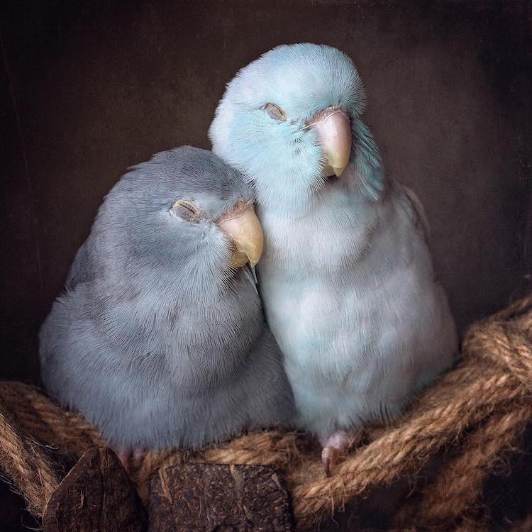 Pacific Parrotlets Bird Photography by Rupa Sutton