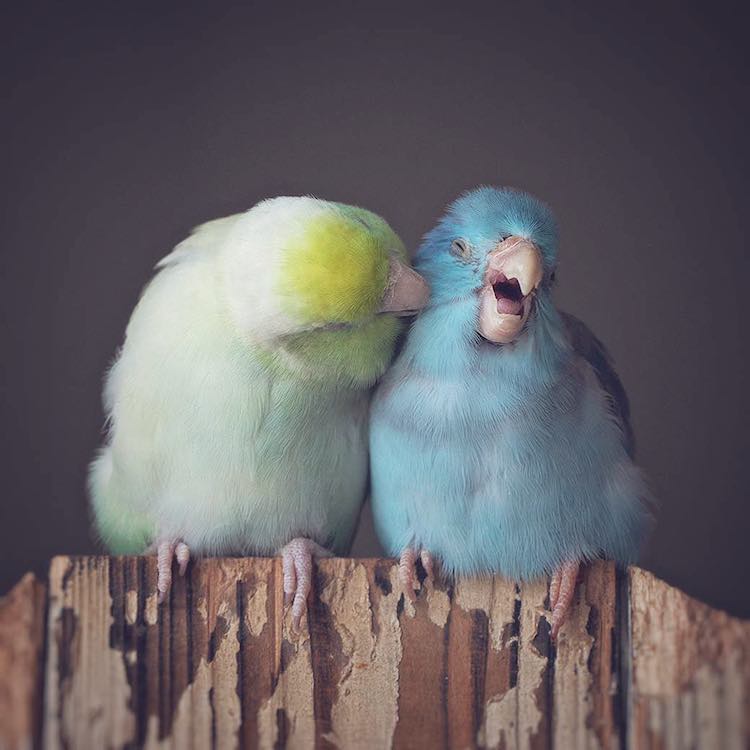 Pacific Parrotlets Bird Photography by Rupa Sutton