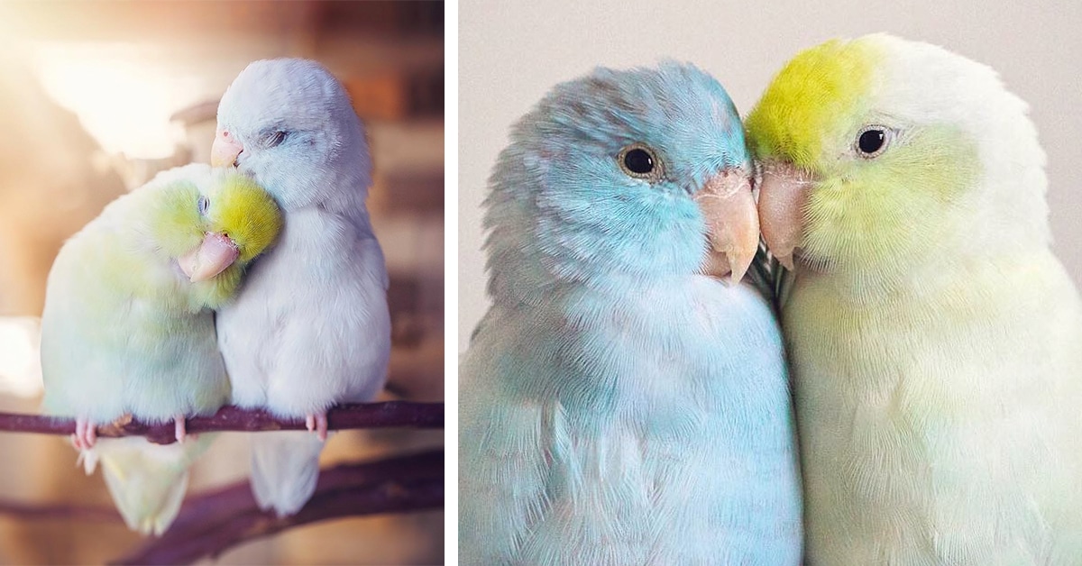 real colorful birds