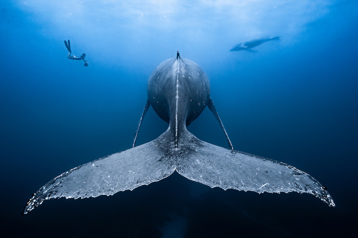 Amazing Ocean Photographs in Underwater Photographer Contest 2019